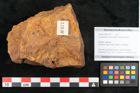Foto (Objekt + Etikett) von Cinnamomum leichardtii Ettingshausen 1883 (NHMW-GEO-2024-0188-10377)
